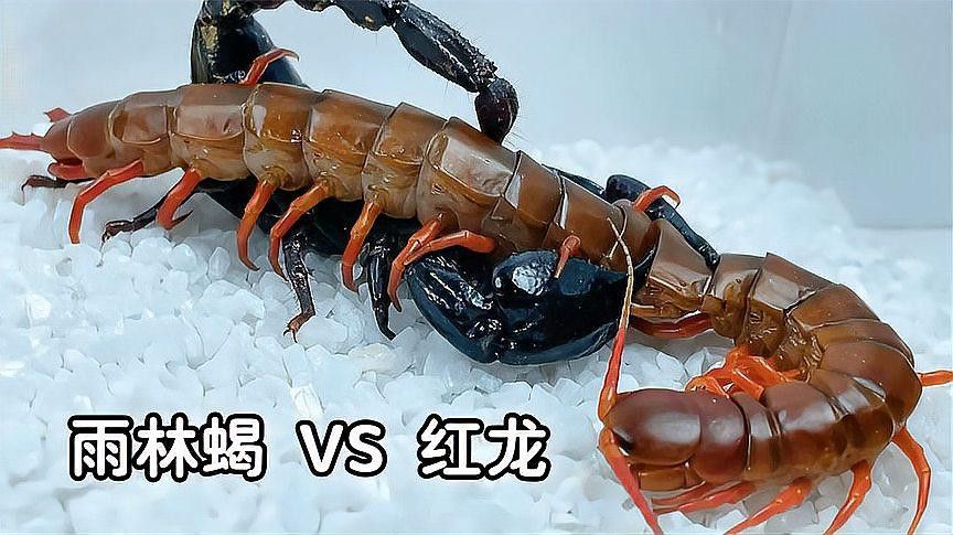 如何捕捉和飼養紅龍蜈蚣？