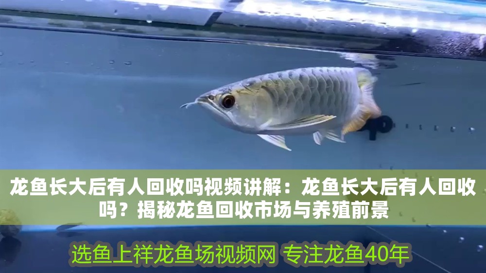 龍魚長大后有人回收嗎視頻講解：龍魚長大后有人回收嗎？揭秘龍魚回收市場與養殖前景