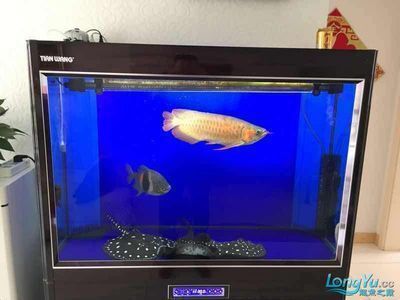 廣州水族批發市場去祥龍魚場有多遠啊，廣州觀賞魚批發市場到祥龍魚場的 廣州水族批發市場去祥龍魚場有多遠啊，廣州觀賞魚批發市場到祥龍魚場的 龍魚百科 第4張