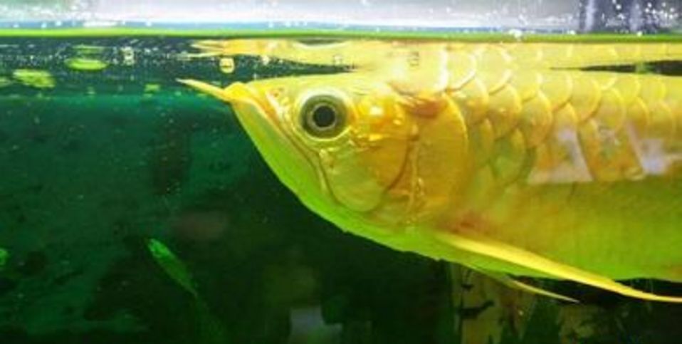 金龍魚不夠金黃：怎樣養金龍魚變金黃色