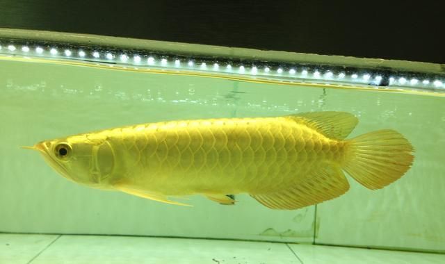 金龍魚(yú)不夠金黃：怎樣養(yǎng)金龍魚(yú)變金黃色