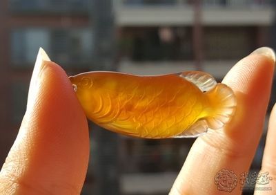 金龍魚不夠金黃：怎樣養金龍魚變金黃色