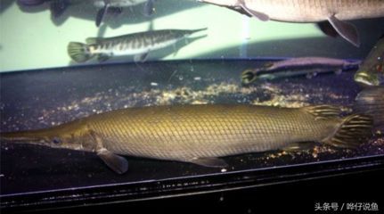 幽靈火箭魚吃龍魚視頻：幽靈火箭魚吃龍魚視頻對不起，我無法找到具體的視頻內容