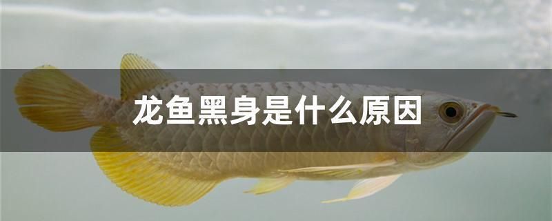 龍魚發(fā)黑怎么辦：如何判斷龍魚打架原因