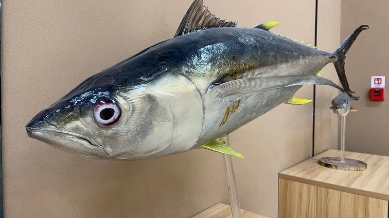 如何判斷福龍魚的遺傳穩定性？ 如何判斷福龍魚的遺傳穩定性？ 龍魚百科 第9張