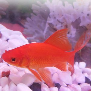 龍魚苗怎么養殖方法圖解大全（養殖龍魚苗的基本方法）