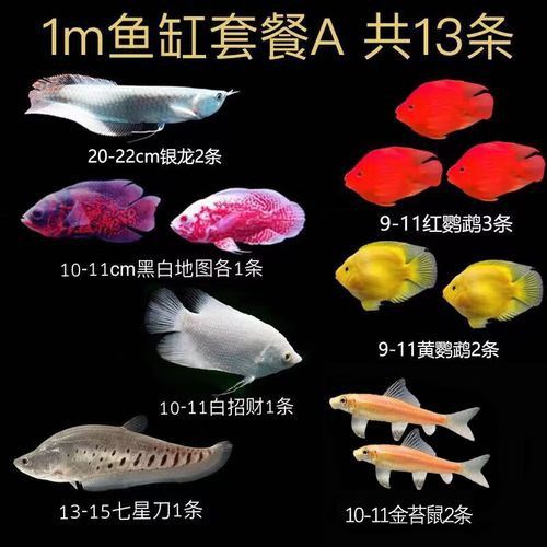怎么區分金龍魚和銀龍魚圖片