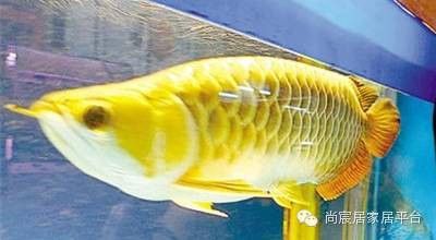 怎么區分金龍魚和銀龍魚圖片