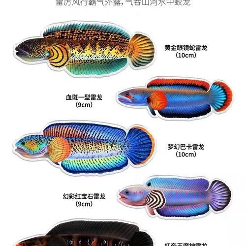 紅魔神雷龍魚苗圖片大全欣賞
