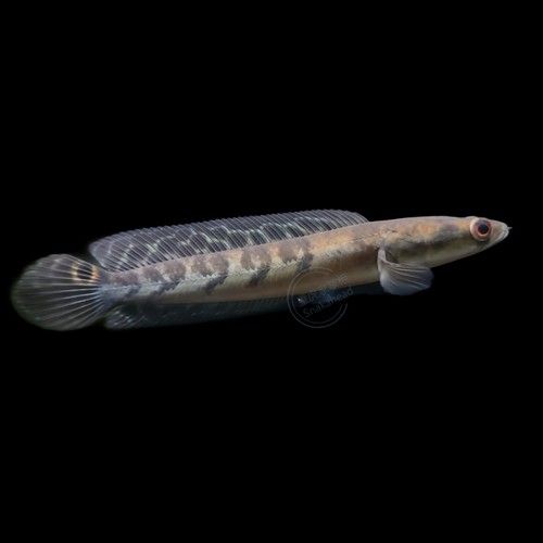 紅魔神雷龍魚苗圖片大全欣賞