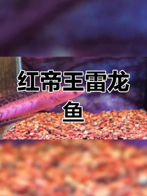 紅魔神雷龍魚苗圖片大全欣賞