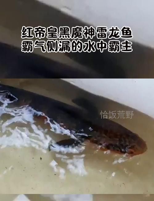 紅魔神雷龍魚苗圖片大全欣賞