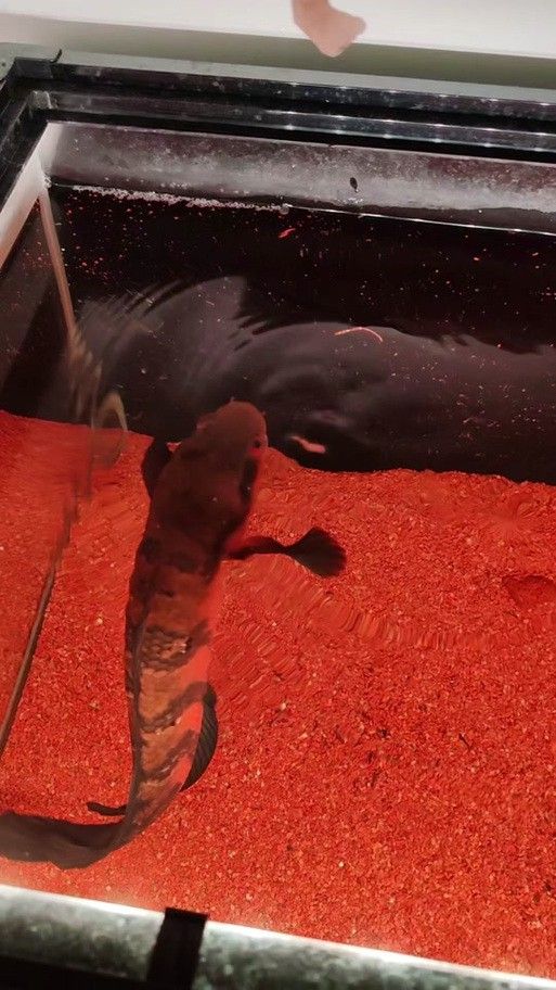 紅魔神雷龍魚苗圖片大全欣賞
