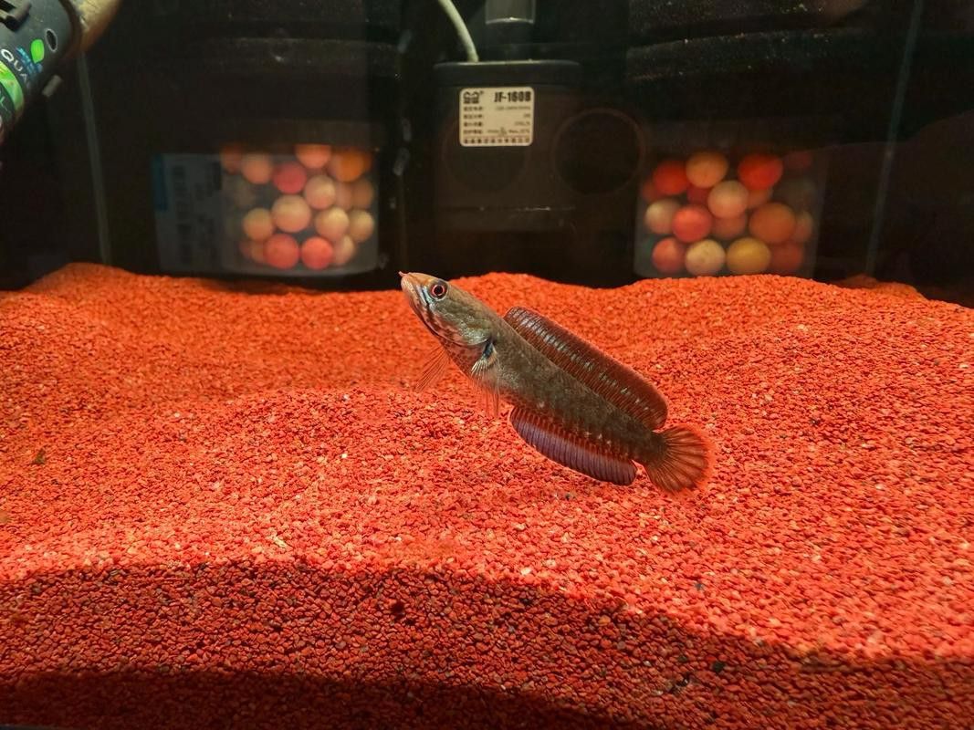 紅魔神雷龍魚苗圖片大全欣賞