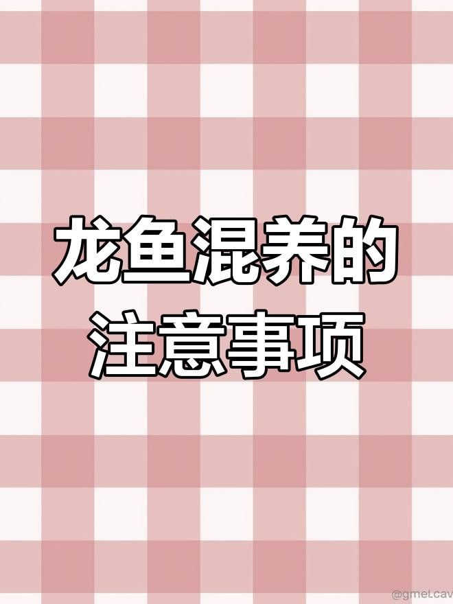 龍魚(yú)混養(yǎng)需要注意什么 龍魚(yú)混養(yǎng)需要注意什么 龍魚(yú)百科 第3張
