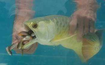 金龍魚害怕怎么辦：金龍魚害怕怎么辦， 金龍魚害怕怎么辦：金龍魚害怕怎么辦， 龍魚百科 第2張