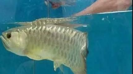 金龍魚害怕怎么辦：金龍魚害怕怎么辦， 金龍魚害怕怎么辦：金龍魚害怕怎么辦， 龍魚百科 第3張