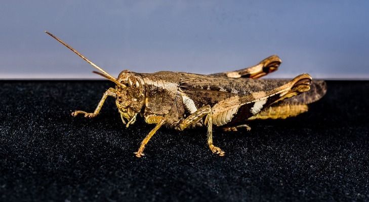 龍魚的虎斑是什么：如何挑選優質虎斑龍魚？