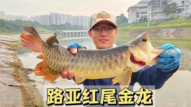 印尼大湖紅龍魚怎么養殖