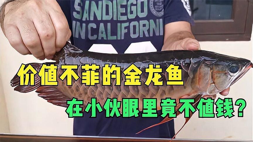 印尼大湖紅龍魚怎么養殖