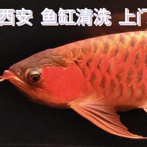龍魚缸里養什么清潔魚（七彩清道夫魚的飼養技巧）