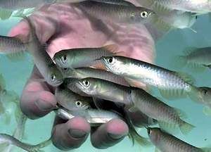 龍魚缸里養什么清潔魚（七彩清道夫魚的飼養技巧）