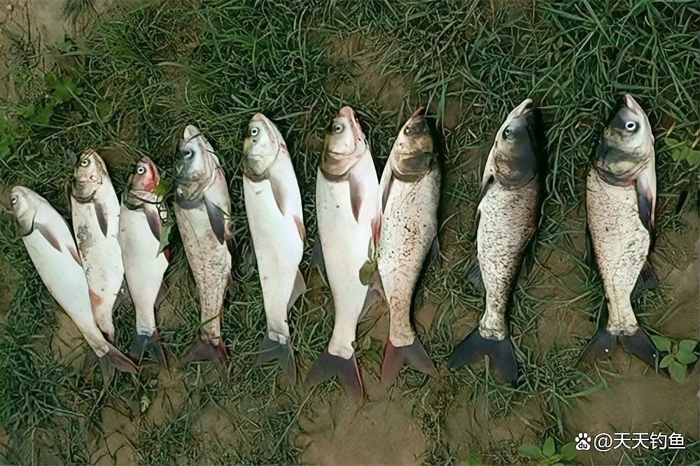 龍魚夏天水溫多少合適釣鰱鳙 龍魚夏天水溫多少合適釣鰱鳙 龍魚百科 第5張