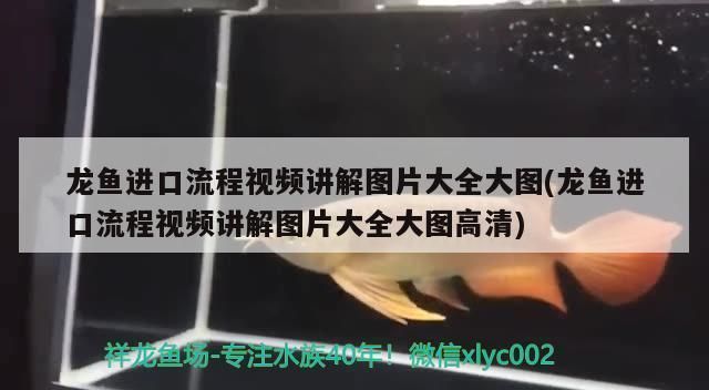 龍魚出口臺灣的時間表圖片大全:龍魚出口臺灣時間表 龍魚百科 第2張 龍魚出口臺灣的時間表圖片大全:龍魚出口臺灣時間表 龍魚出口臺灣的時間表圖片大全:龍魚出口臺灣時間表 龍魚百科 第2張