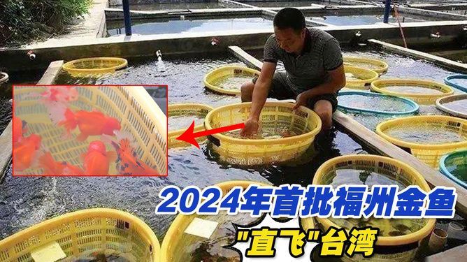 龍魚出口臺灣的時間表圖片大全:龍魚出口臺灣時間表 龍魚百科 第1張 龍魚出口臺灣的時間表圖片大全:龍魚出口臺灣時間表 龍魚出口臺灣的時間表圖片大全:龍魚出口臺灣時間表 龍魚百科 第1張