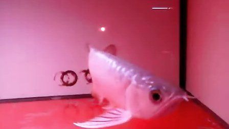龍魚工業布奇美拉：龍魚工業布奇美拉是一種以工業布匹為主要原料的紡織產品