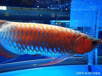 龍魚沉入魚缸底：龍魚沉底與飲食不當的關系，龍魚沉底時的正確喂食策略