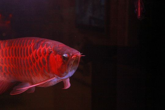 紅龍魚用燈nec2700 k 6700k 13000k區別：紅龍魚使用2700k、6700k和13000k燈管的區別