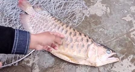 龍魚可以吃死魚嗎：如何自制龍魚飼料，龍魚活餌與死餌選擇，龍魚日常飲食結構