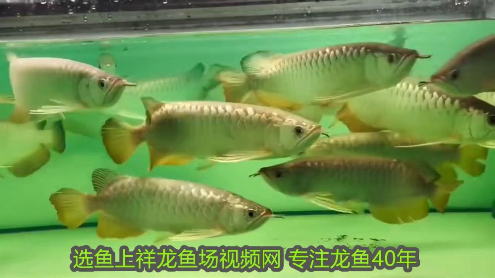 印尼紅龍漁場有哪些：印尼紅龍魚場有哪些魚？探索頂級龍魚品種