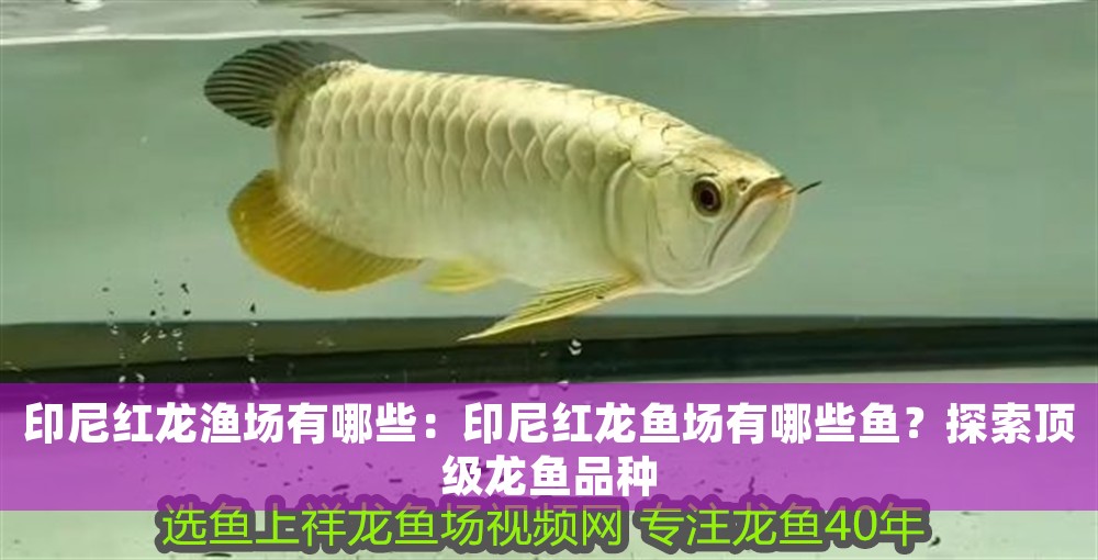 印尼紅龍漁場有哪些：印尼紅龍魚場有哪些魚？探索頂級龍魚品種