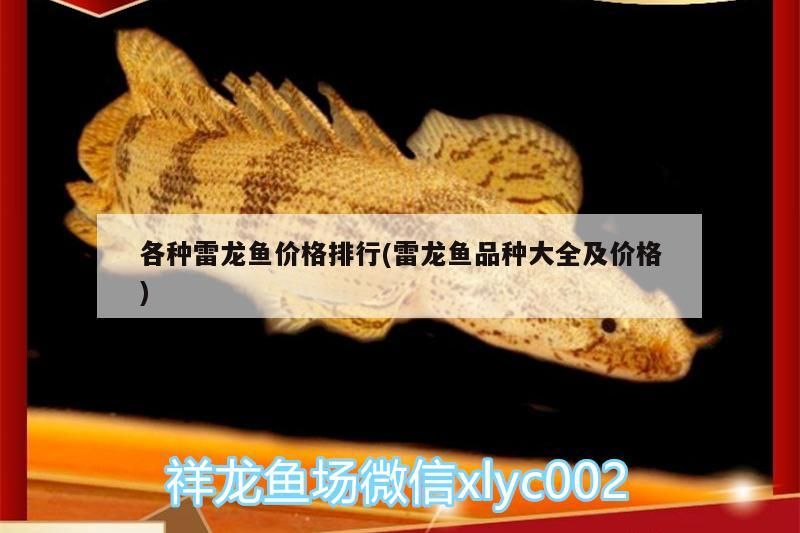 紅龍魚可以養兩條嗎：紅龍魚可以養幾條