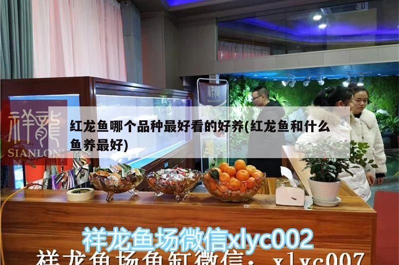 紅龍魚(yú)可以養(yǎng)兩條嗎：紅龍魚(yú)可以養(yǎng)幾條