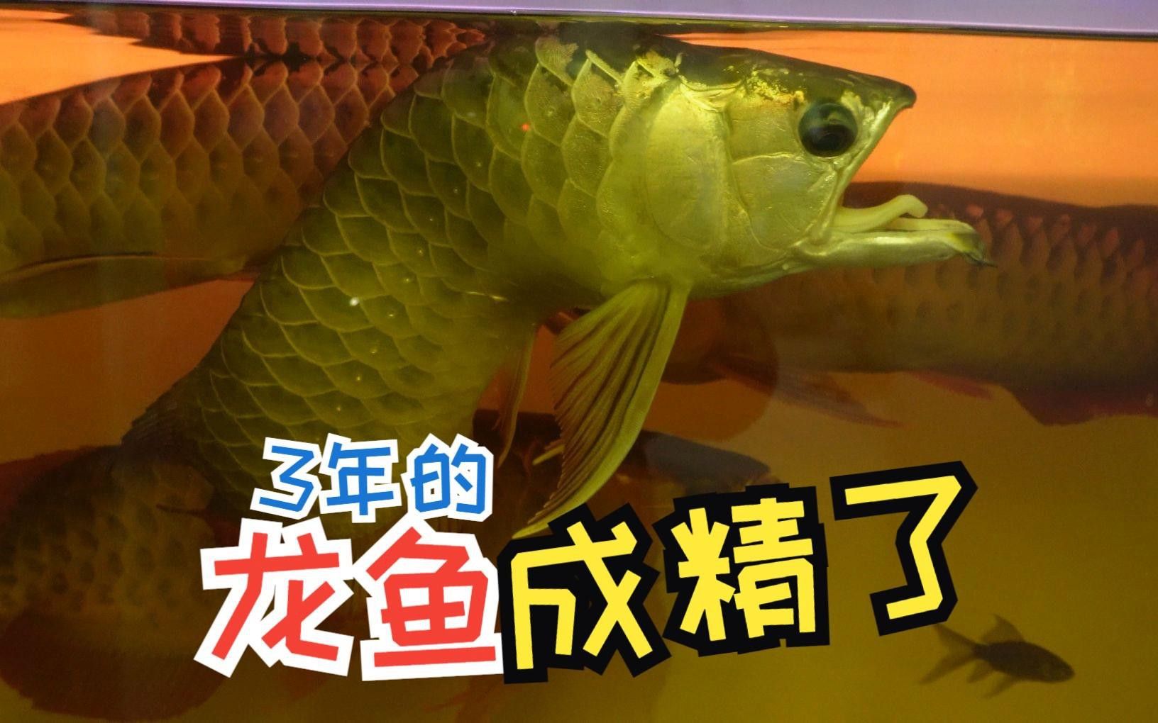 如何科學飼養龍魚避免死亡？