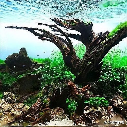 龍魚缸沉木多久換一次合適？