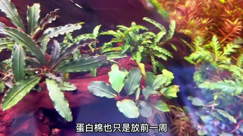 龍魚缸沉木多久換一次合適？