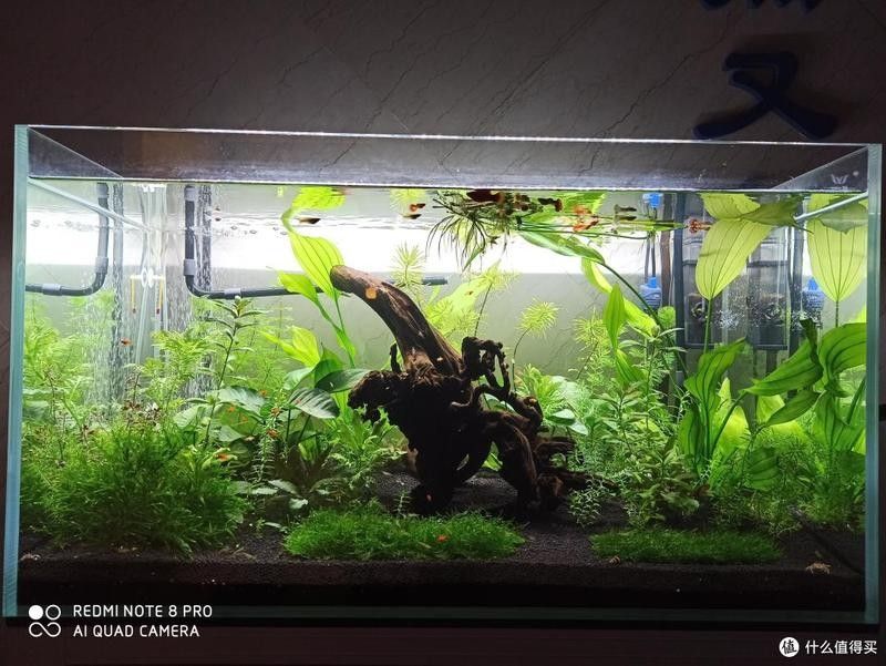 龍魚缸沉木多久換一次合適？