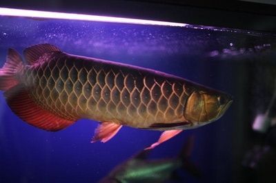 龍魚(yú)玩家（龍巔水族社區(qū)龍魚(yú)玩家交流平臺(tái)）