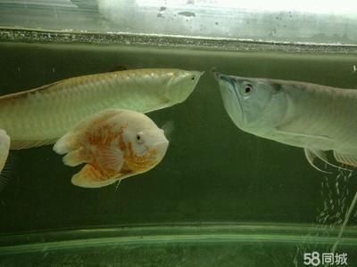 龍魚配地圖魚：混養地圖魚和龍魚需要注意什么？