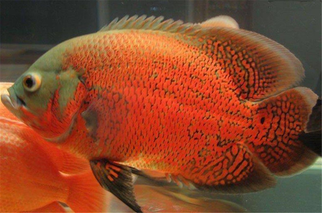 龍魚配地圖魚：混養地圖魚和龍魚需要注意什么？