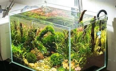 60的魚缸能養龍魚嗎：60厘米寬的魚缸能養龍魚嗎