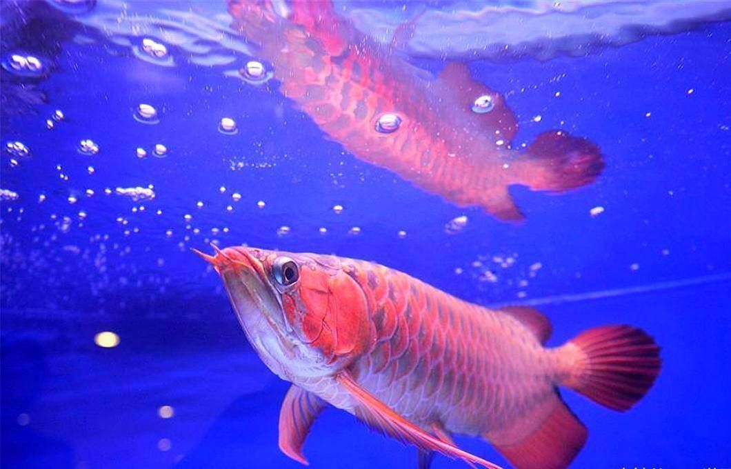 龍魚手術后不吃東西：龍魚手術后不吃東西怎么辦