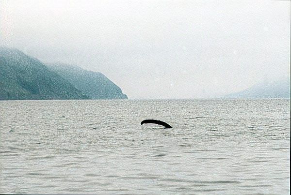 湖光巖神龜和龍魚的照片