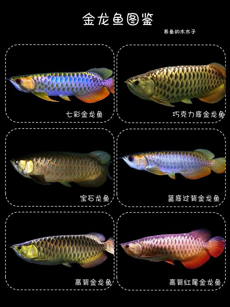 金龍魚屬于咸水還是淡水養 金龍魚屬于咸水還是淡水養 龍魚百科 第4張