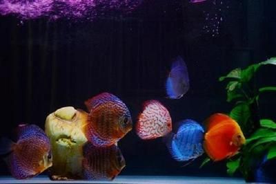 龍魚燈光位置示意圖：如何選擇適合龍魚的燈具，龍魚缸內燈光布局設計技巧，避免龍魚掉眼的燈光設置方法