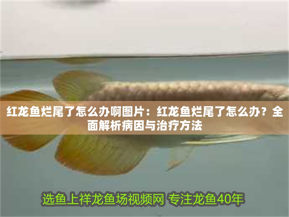 紅龍魚爛尾了怎么辦啊圖片：紅龍魚爛尾了怎么辦？全面解析病因與治療方法